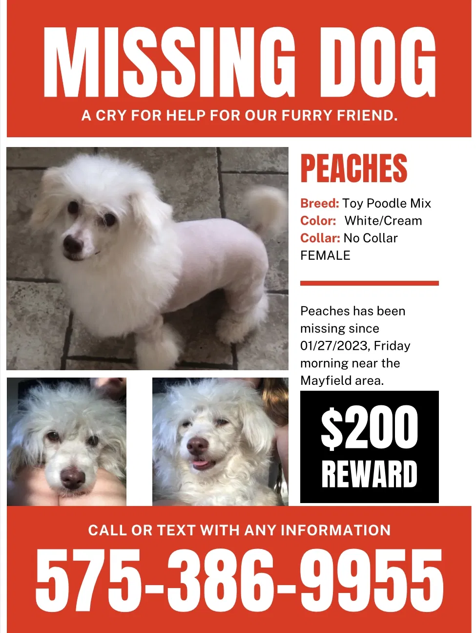 Lost dog in Las Cruces, NM, 88007