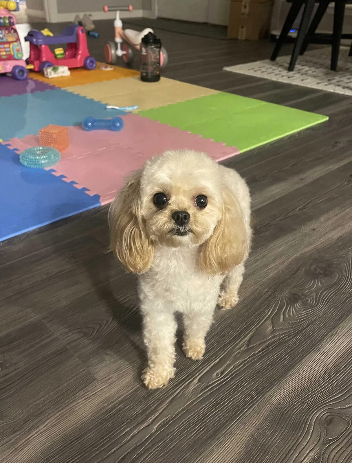 Lost dog in Dallas, TX, 75228