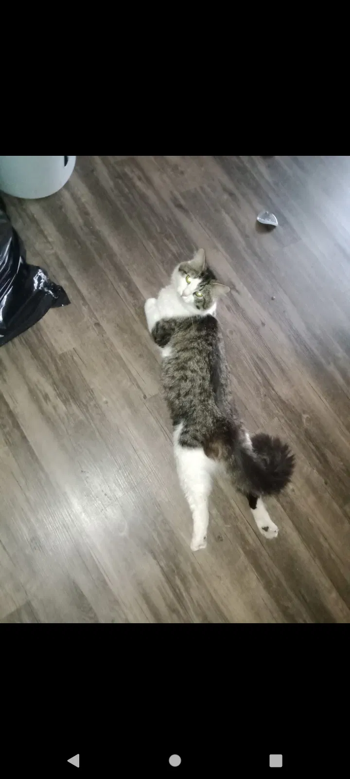 Lost cat in Cordova, TN, 38016