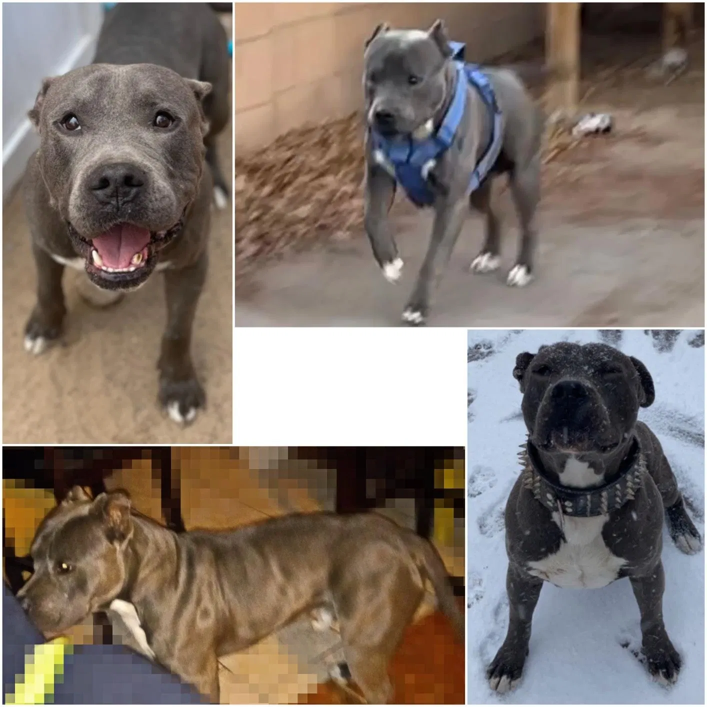 Lost dog in Albuquerque, NM, 87105