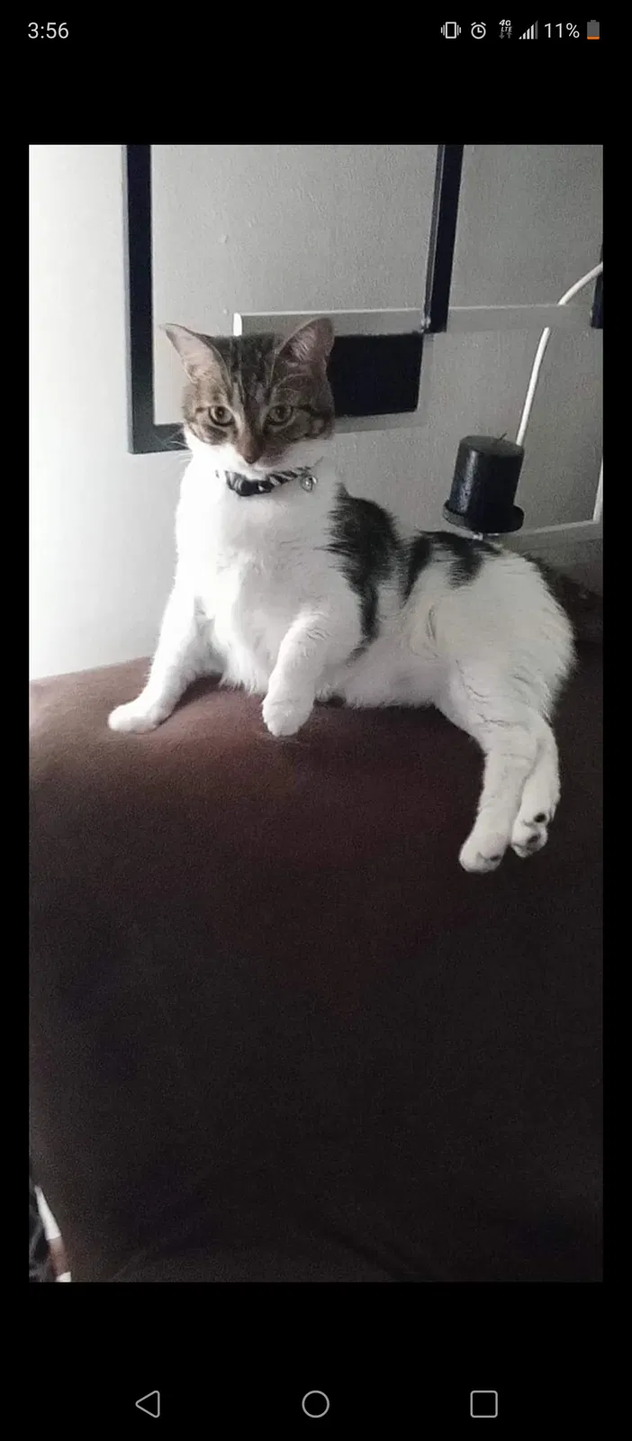 Lost cat in Delaware, OH, 43015