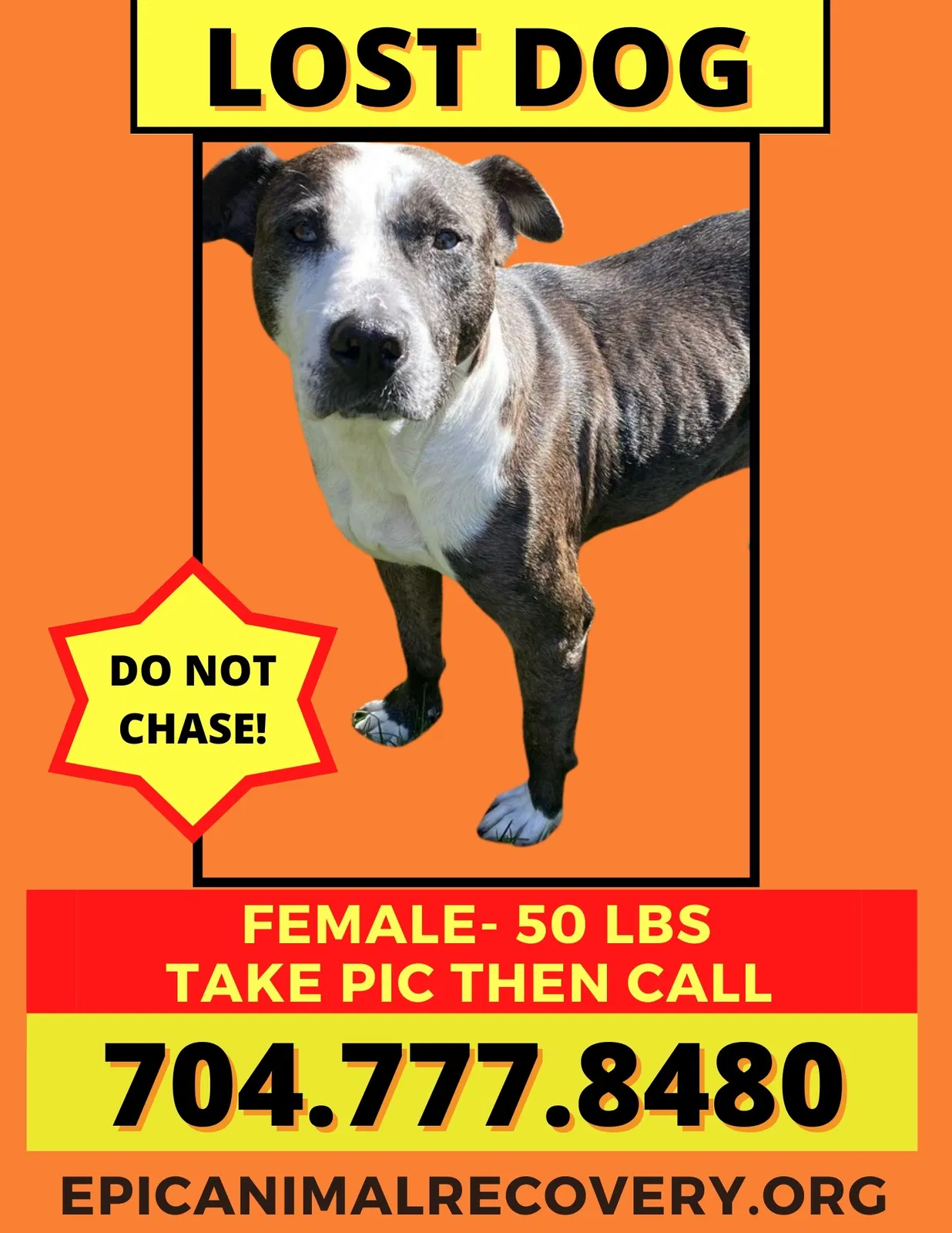 Lost dog in Charlotte, NC, 28205