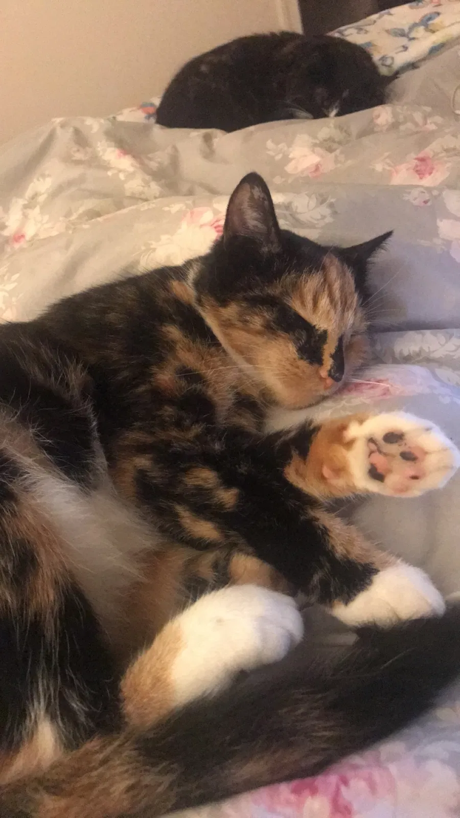 Lost cat in Chesterfield, VA, 23838