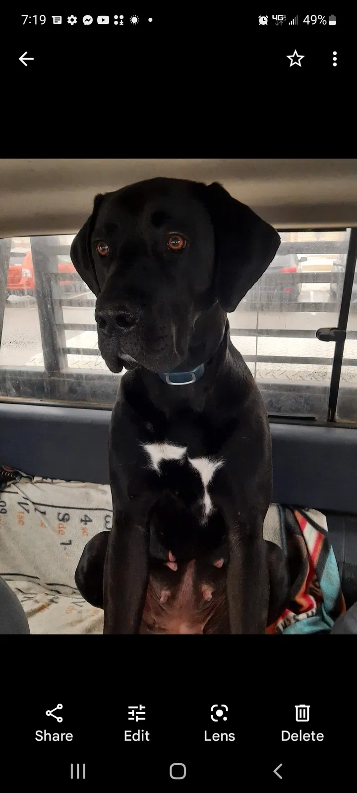 Lost dog in Inola, OK, 74036