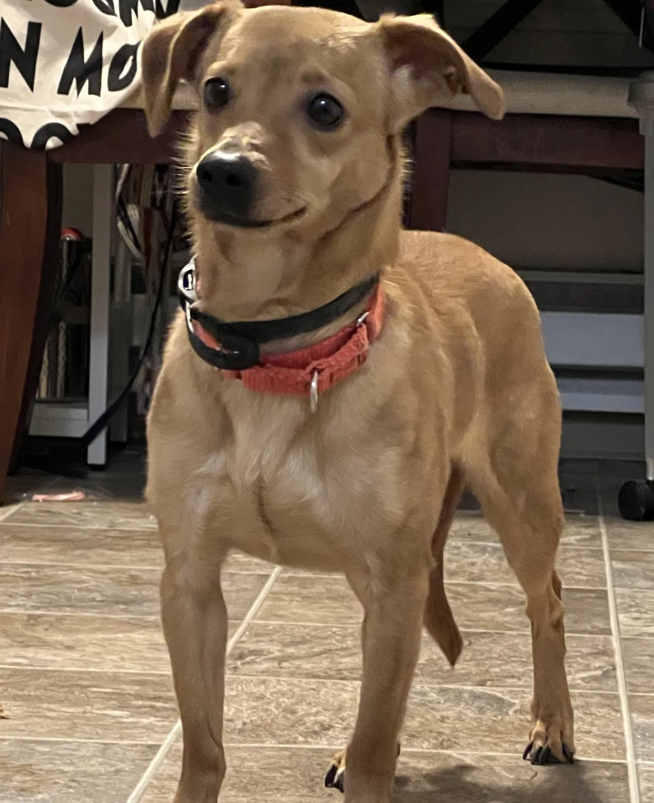 Lost dog in Beaverton, OR, 97006