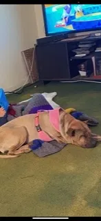 Lost dog in El Paso, TX, 79924