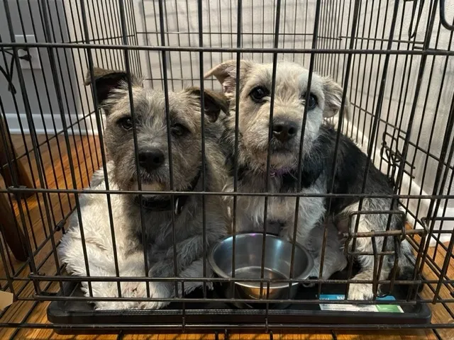 Found dog in Dallas, TX, 75228