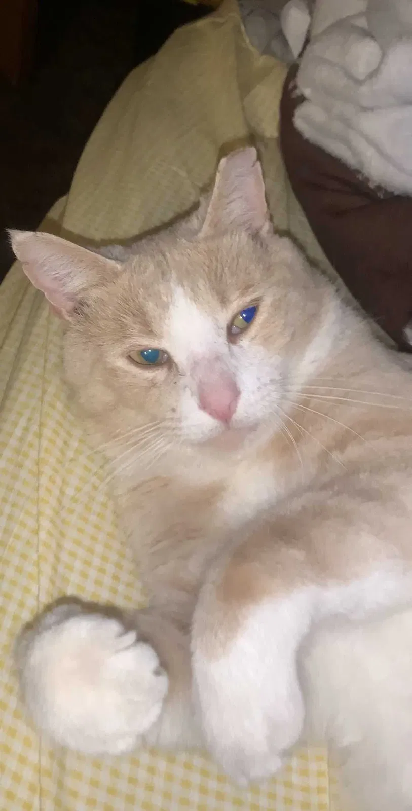 Lost cat in Glen Burnie, MD, 21060