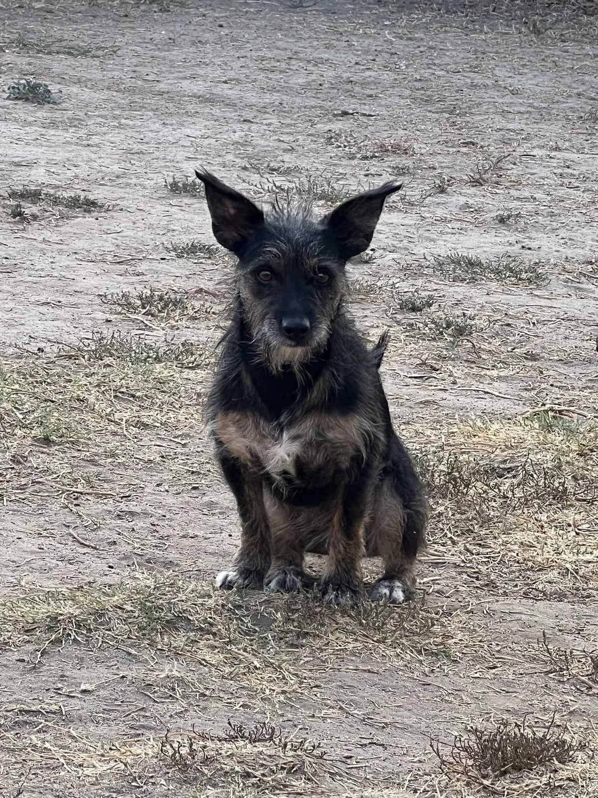 Lost dog in La Puente, CA, 91746