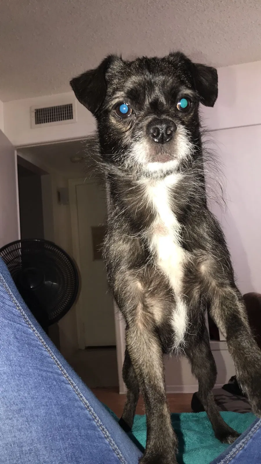 Lost dog in Santa Ana, CA, 92707