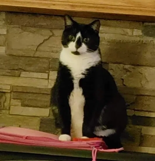 Lost cat in New Milford, CT, 6776