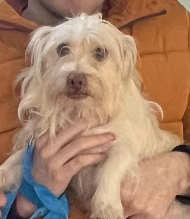 Lost dog in Oklahoma City, OK, 73120