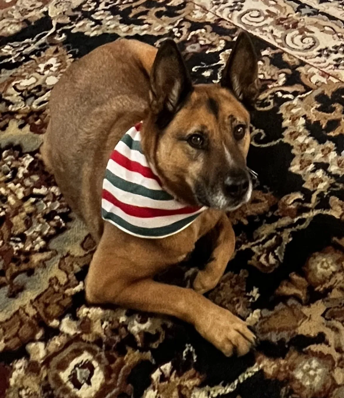 Lost dog in Las Vegas, NV, 89145