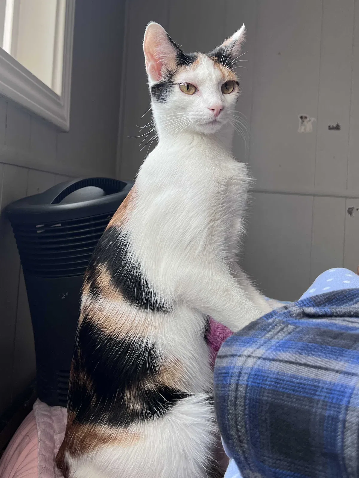 Lost cat in Reno, NV, 89506