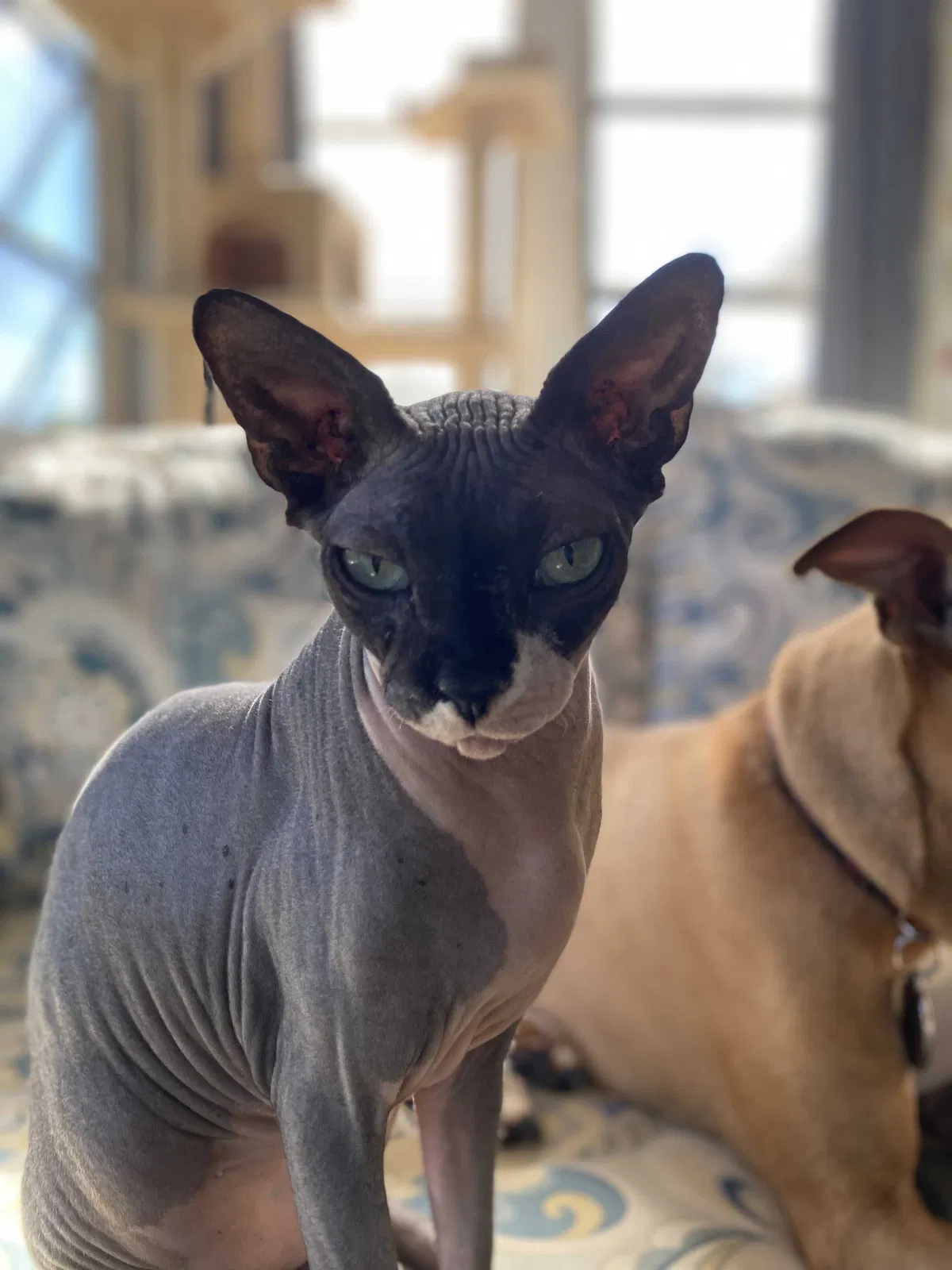 Lost cat in Venice, FL, 34293