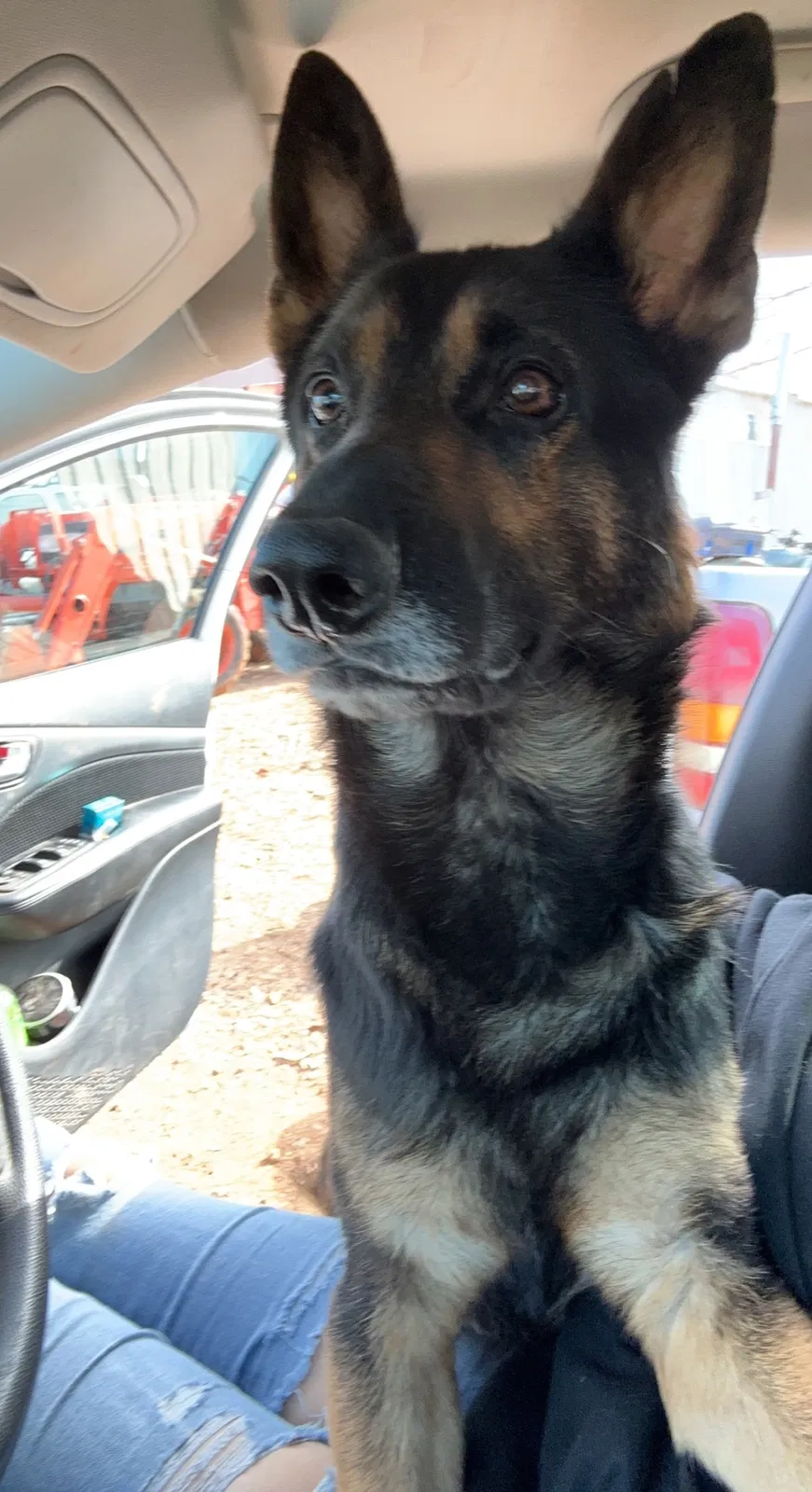 Lost dog in Ozark, MO, 65721