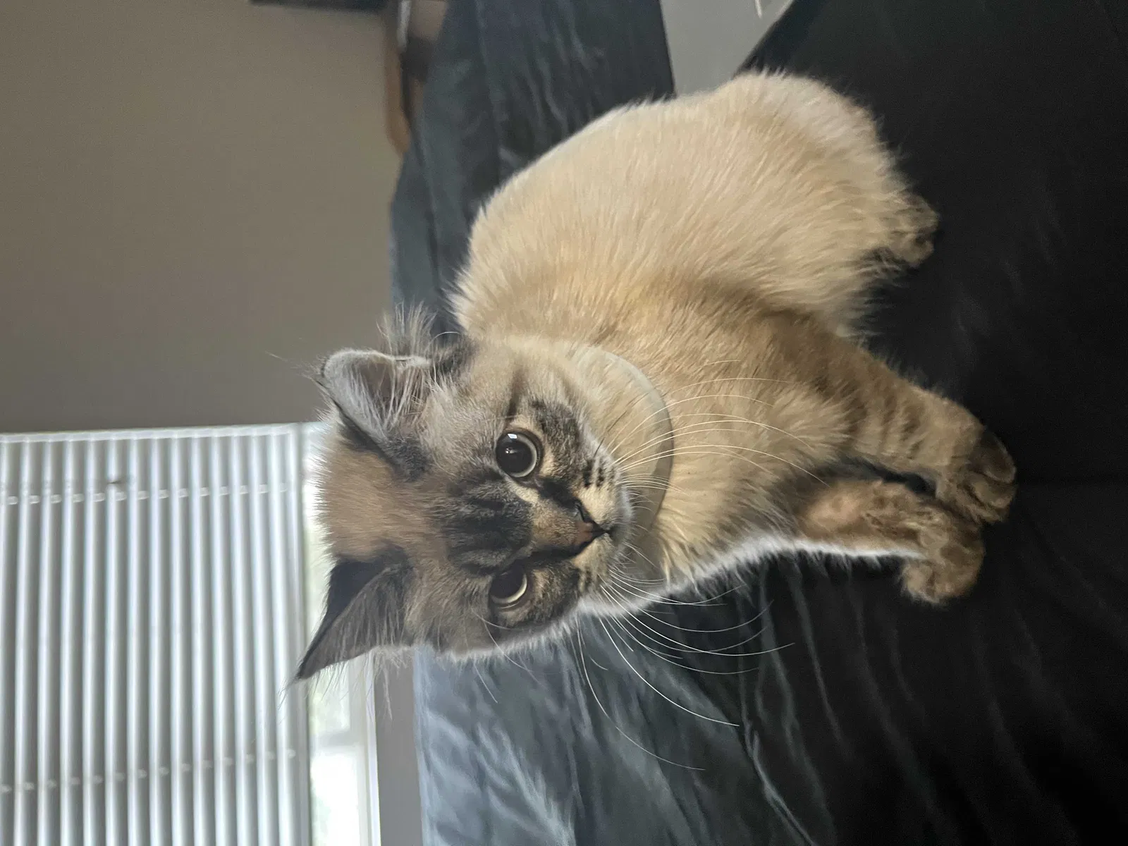 Lost cat in Seattle, WA, 98103