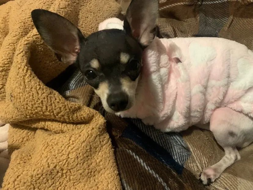 Lost dog in Hesperia, CA, 92345