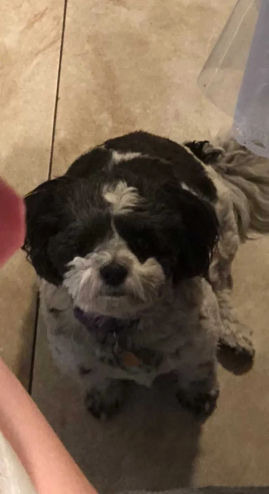 Lost dog in Santa Ana, CA, 92707