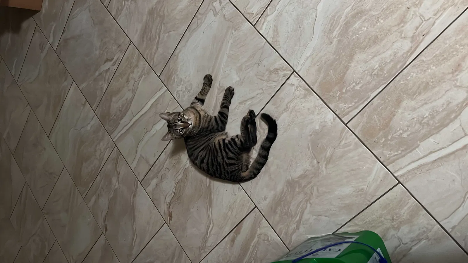 Lost cat in Garland, TX, 75042