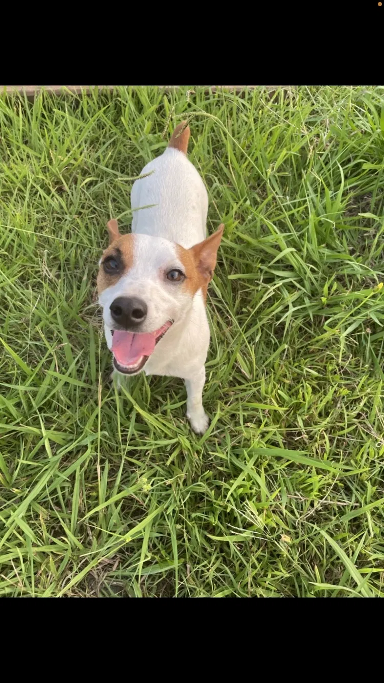 Lost dog in Farmersville, TX, 75442