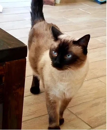Lost cat in Odessa, FL, 33556