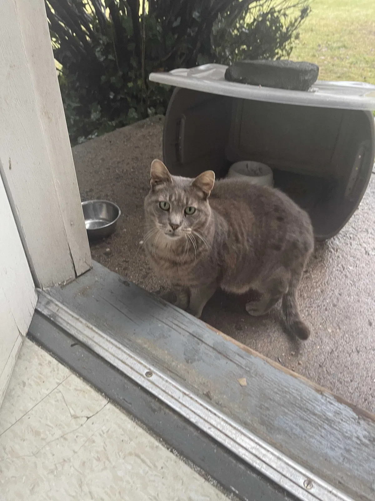 Lost cat in Fanwood, NJ, 7023