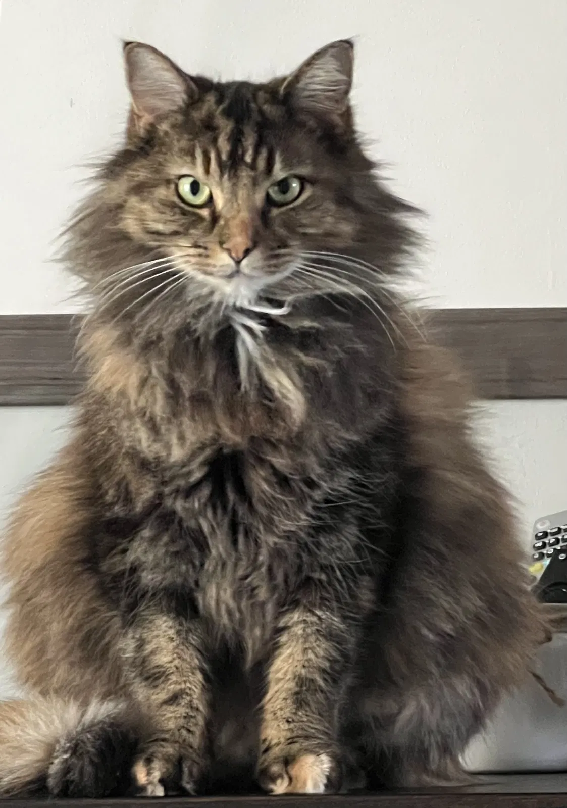 Lost cat in Stanfield, NC, 28163