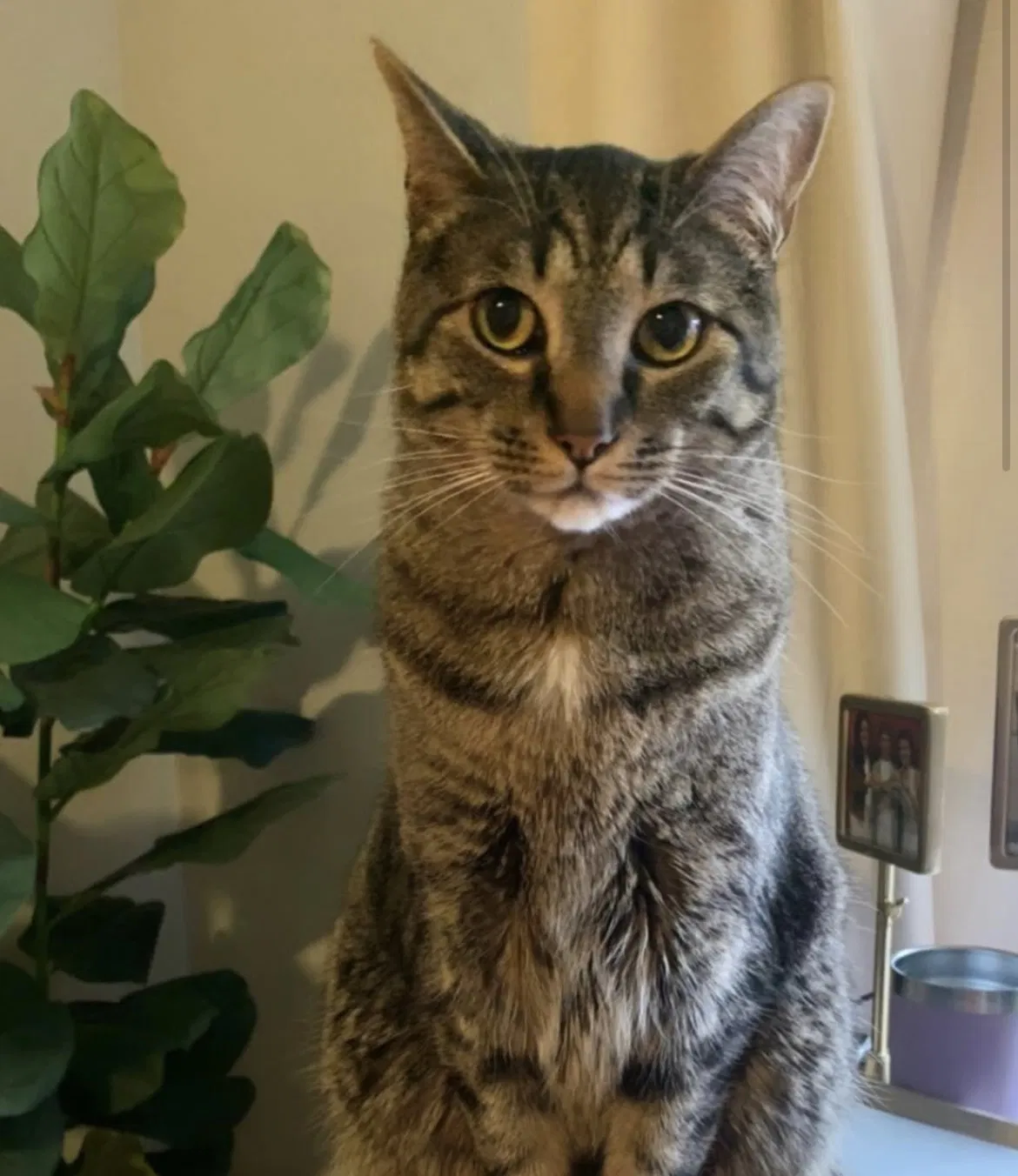 Lost cat in Justin, TX, 76247