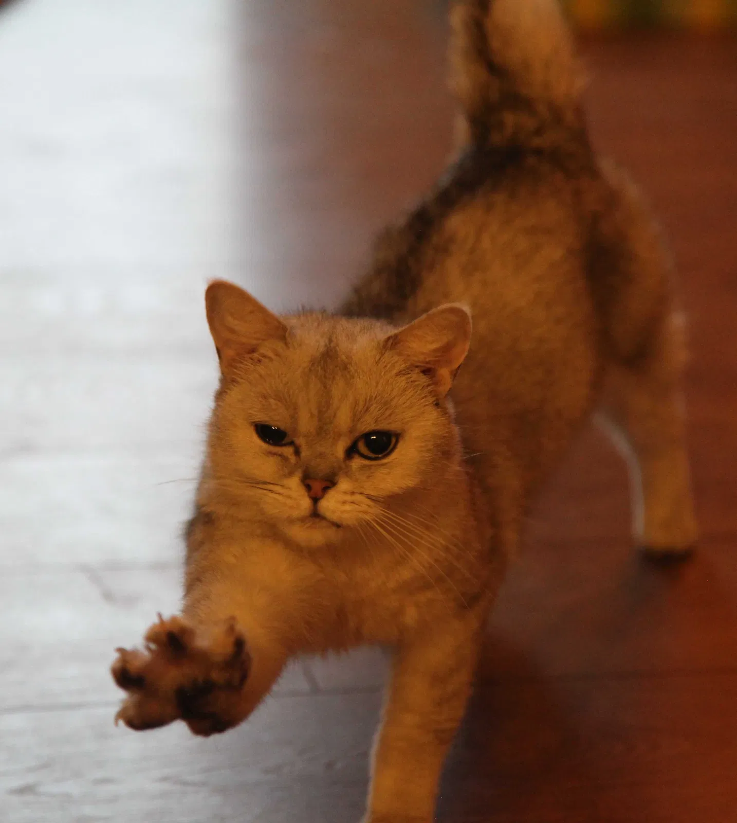 Lost cat in Hacienda Heights, CA, 91745