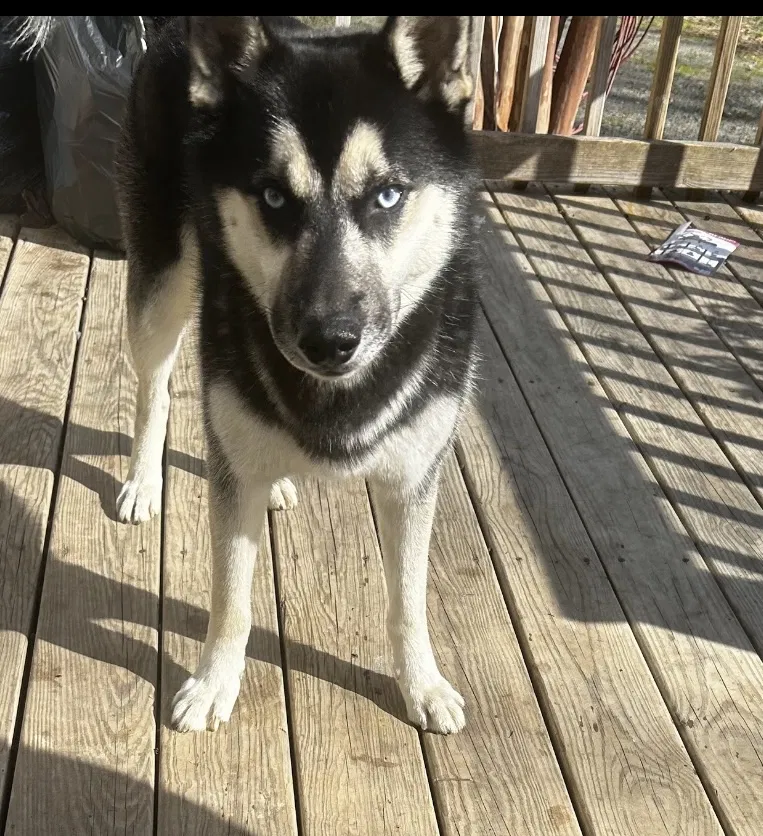 Lost dog in Middletown, NY, 10940