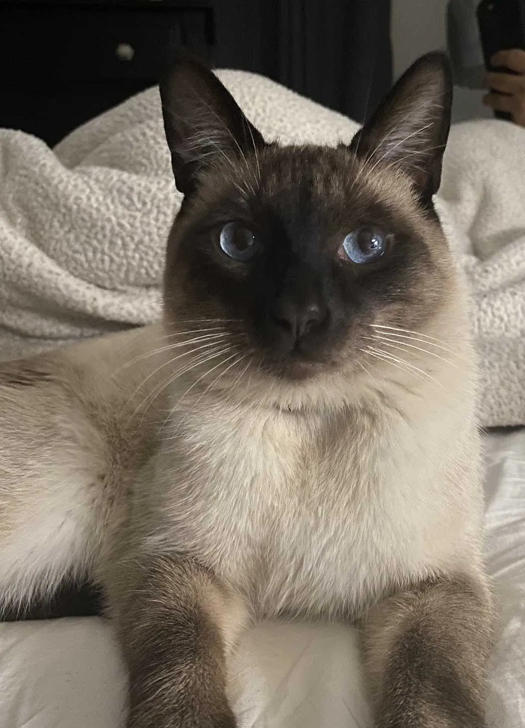 Lost cat in San Diego, CA, 92105