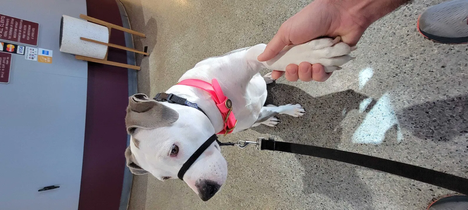 Lost dog in Charleston, SC, 29412