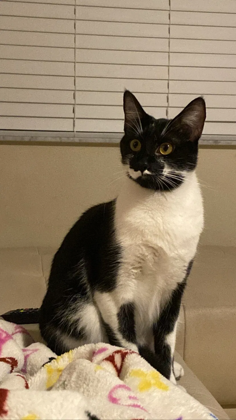 Lost cat in Naples, FL, 34119