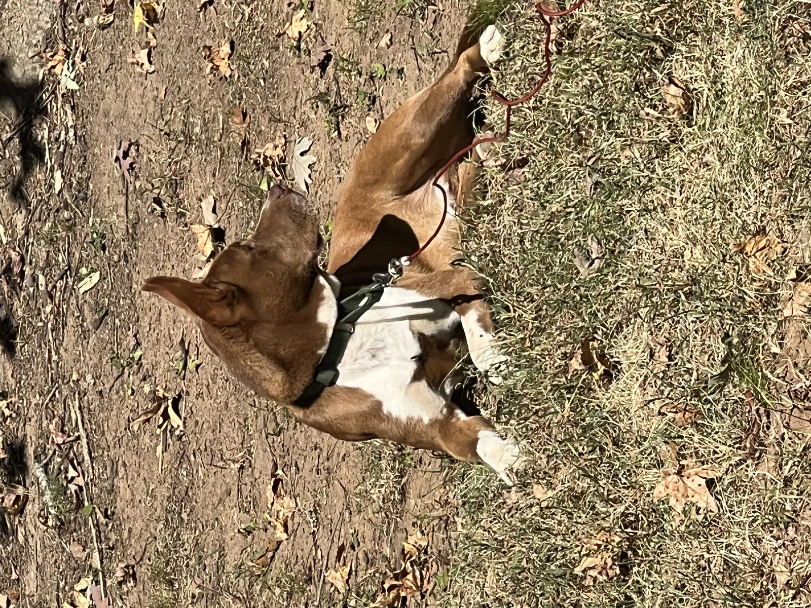 Lost dog in Fairburn, GA, 30213