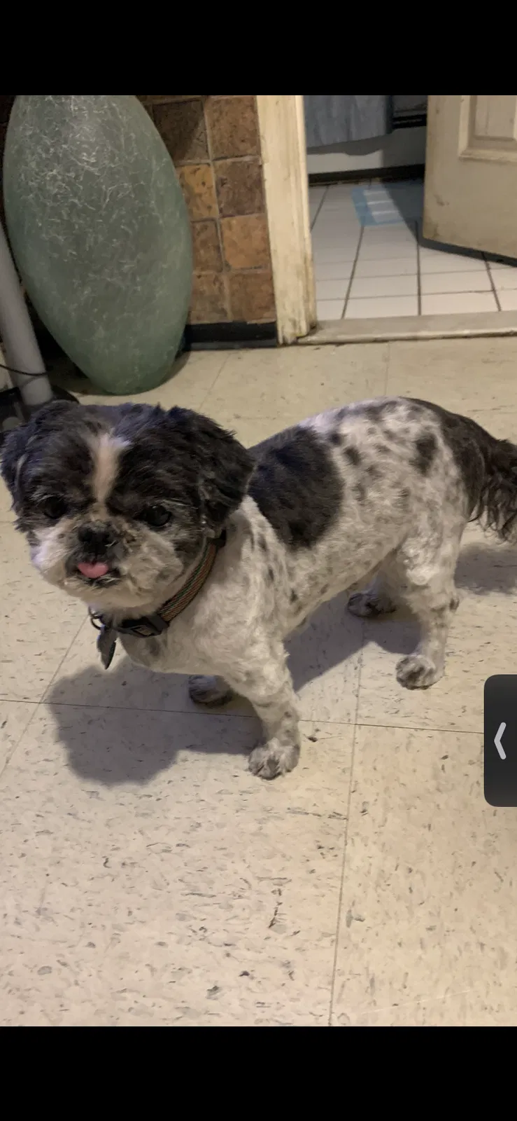 Lost dog in Jamaica, NY, 11434