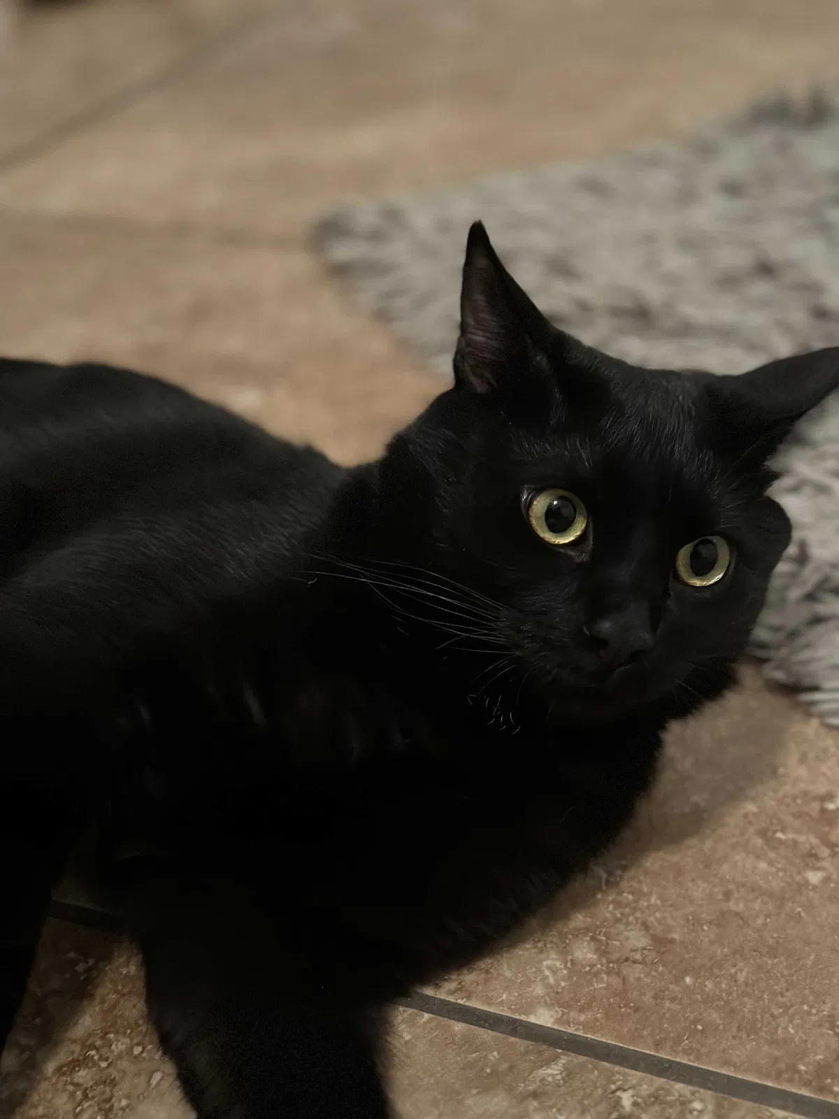 Lost cat in Albuquerque, NM, 87121