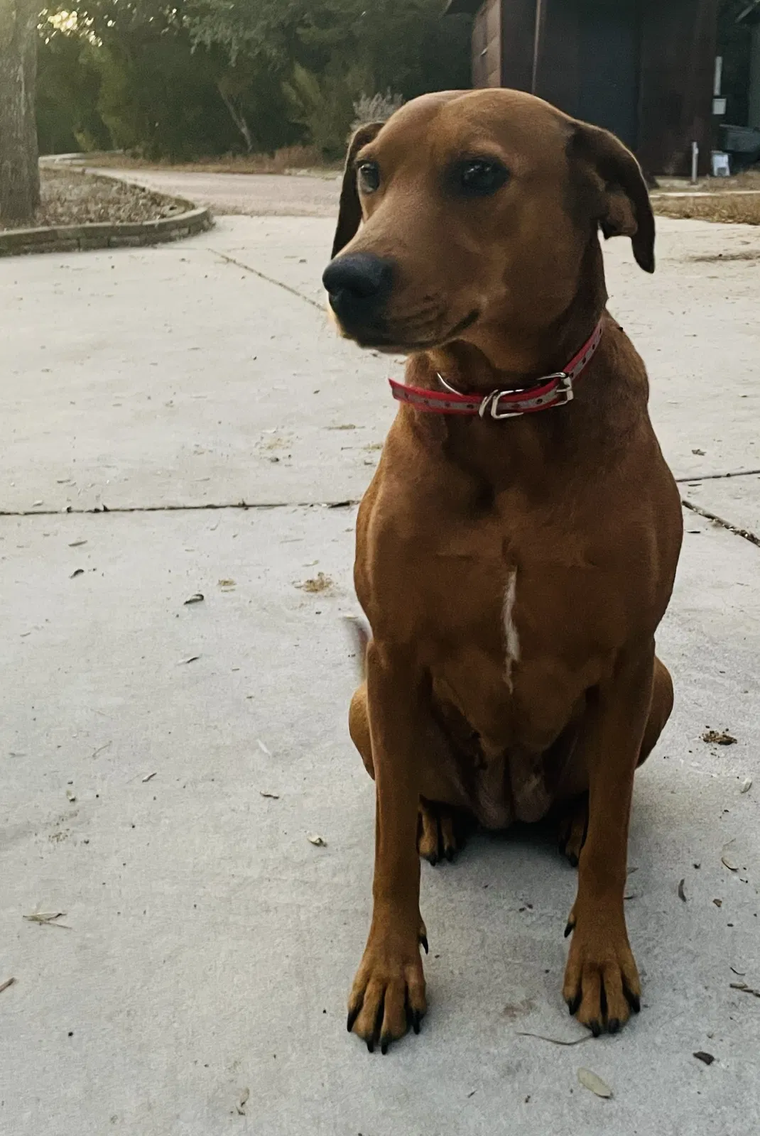 Lost dog in San Antonio, TX, 78255