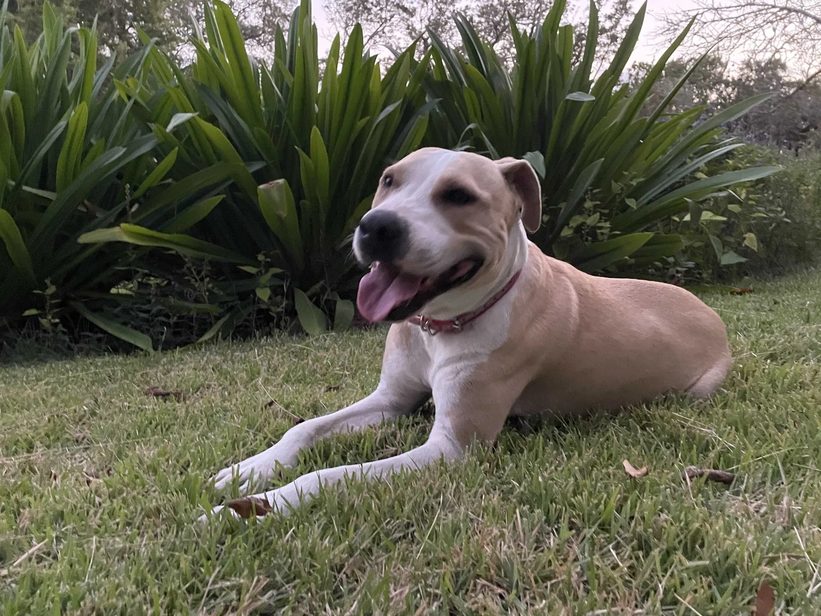 Lost dog in San Antonio, TX, 78255