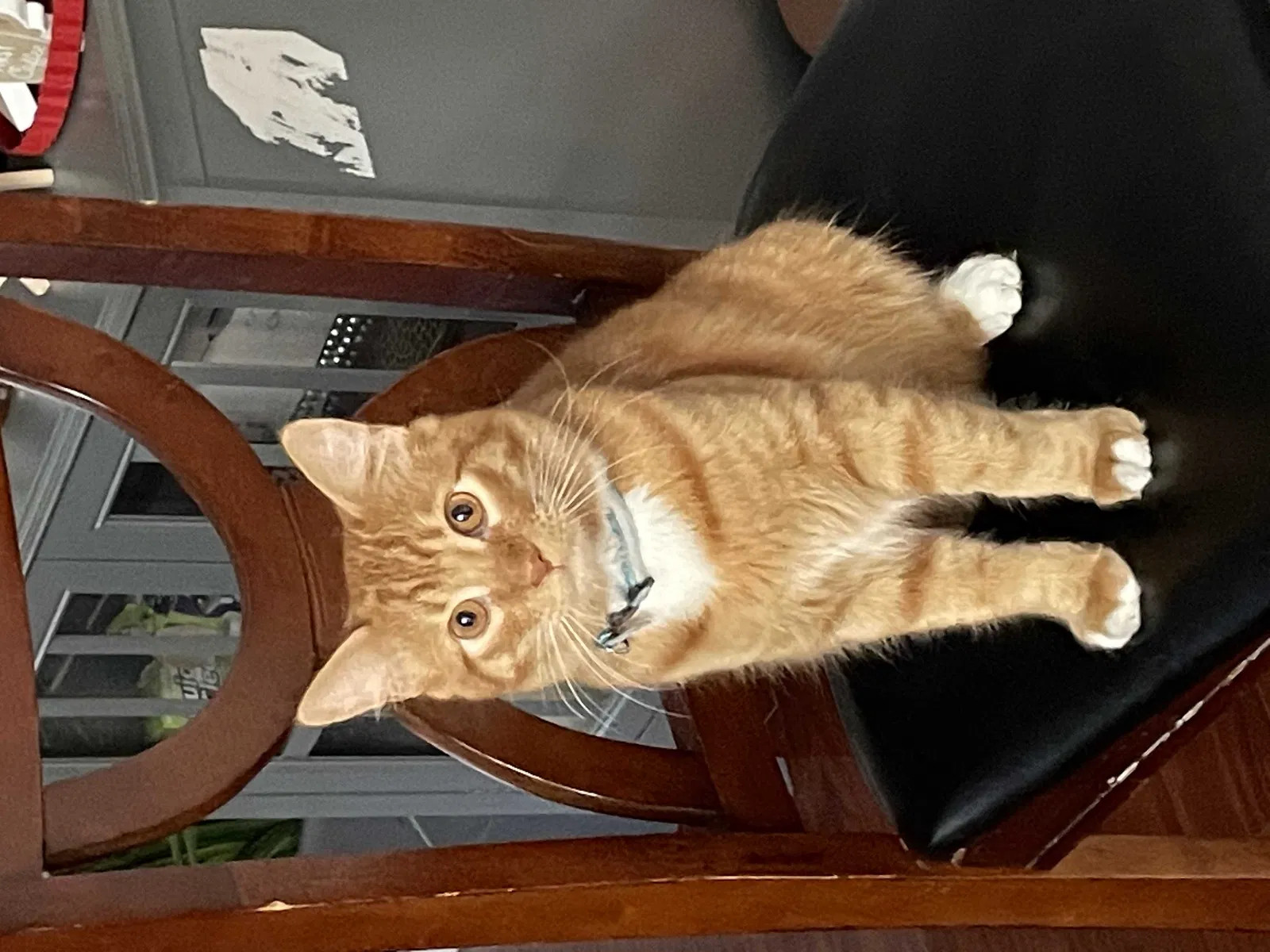 Lost cat in Clovis, CA, 93611
