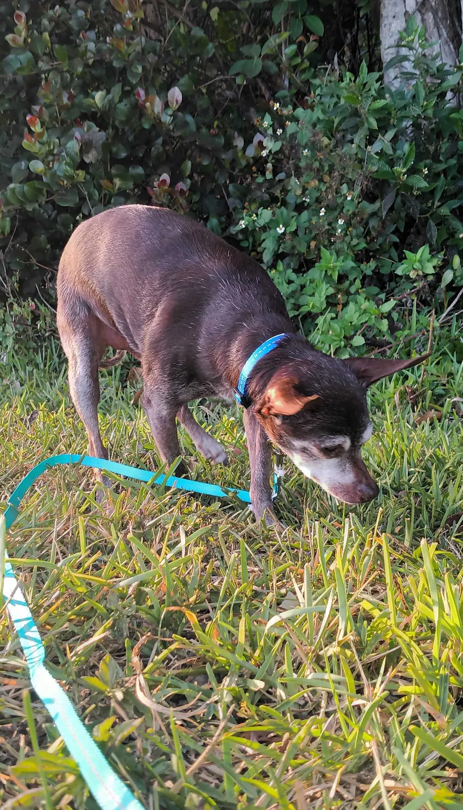 Lost dog in Oklahoma City, OK, 73179