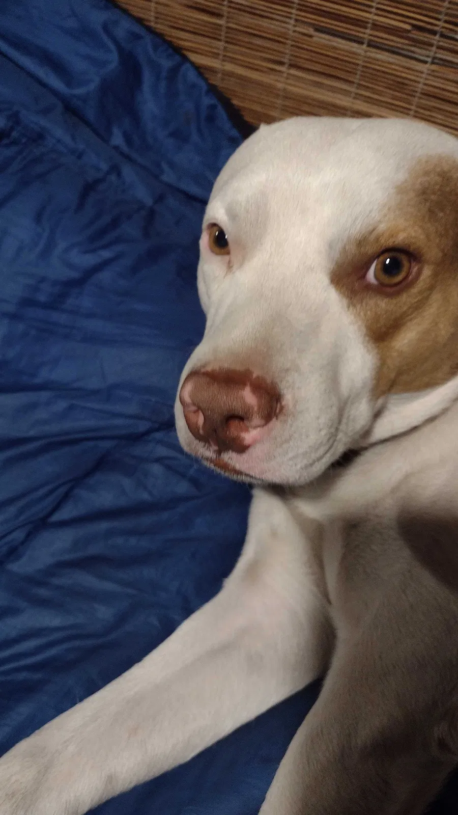 Lost dog in Pueblo, CO, 81001