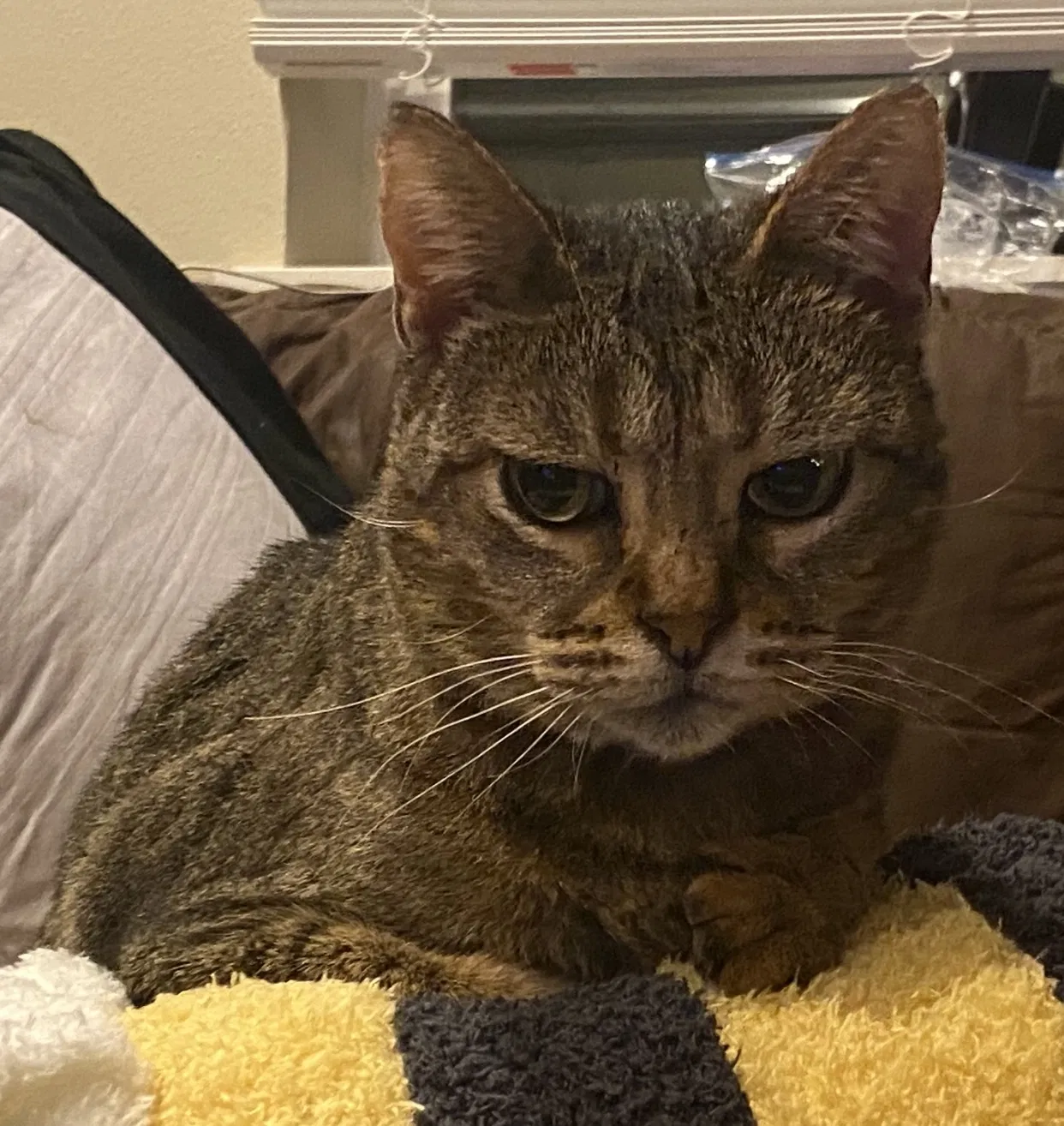 Lost cat in Roy, WA, 98580