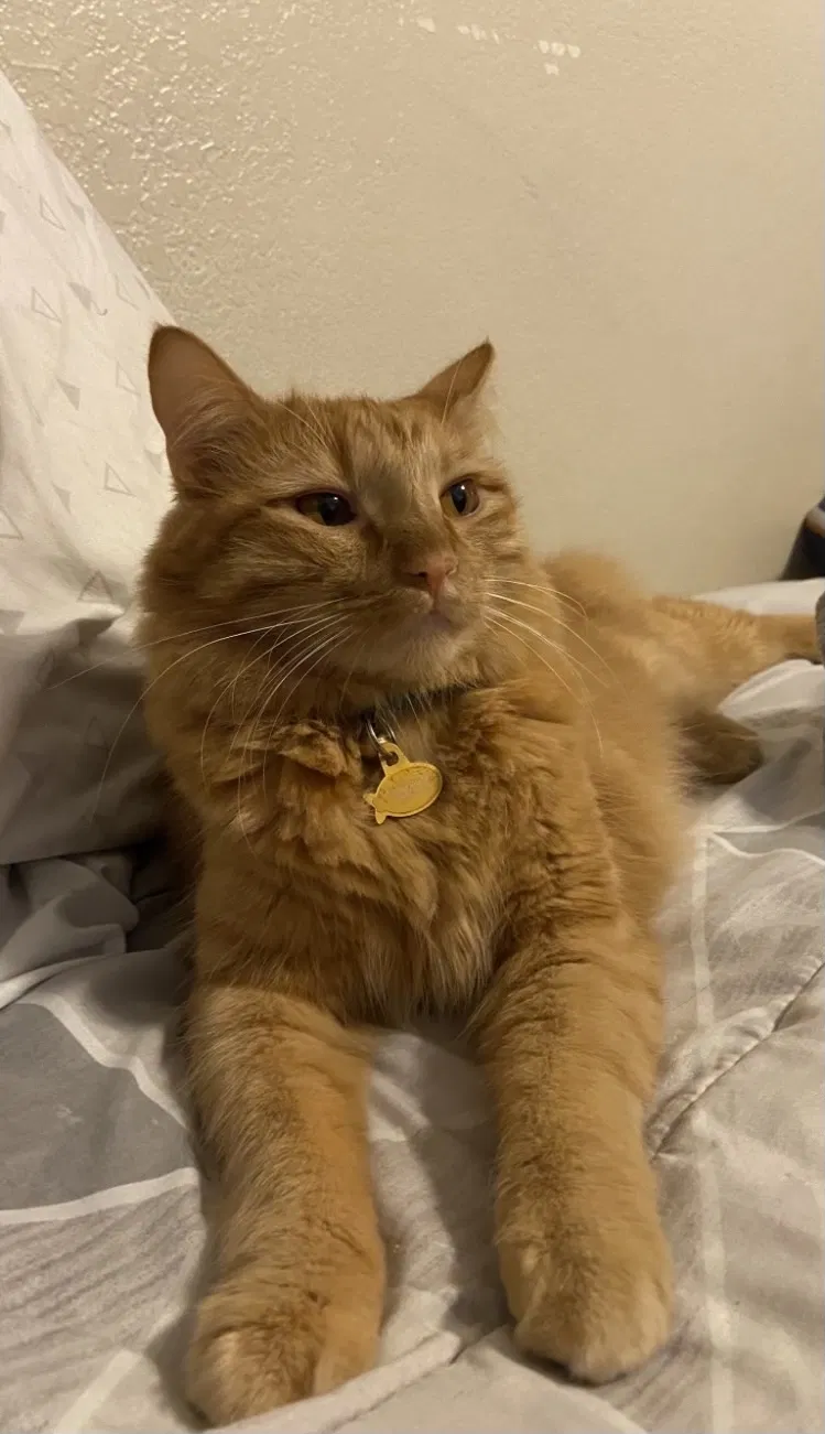 Lost cat in Forney, TX, 75126