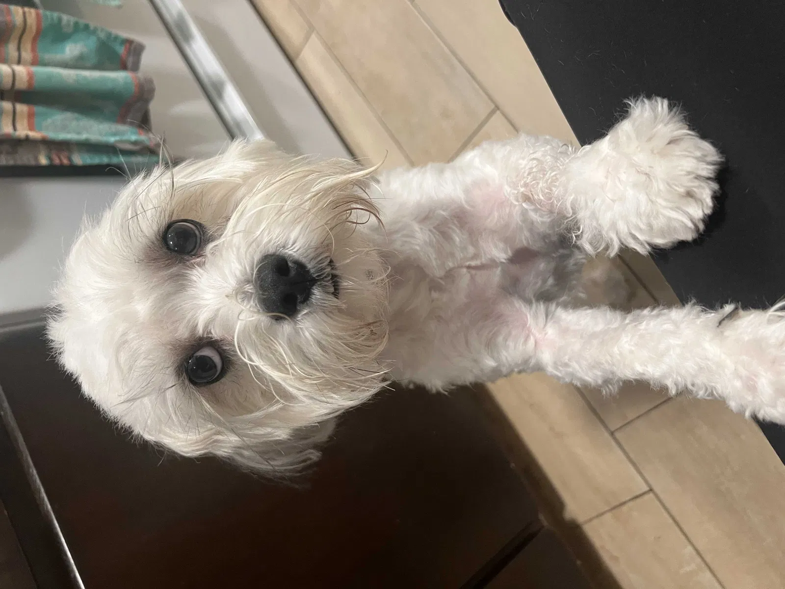Lost dog in Palm Springs, CA, 92264