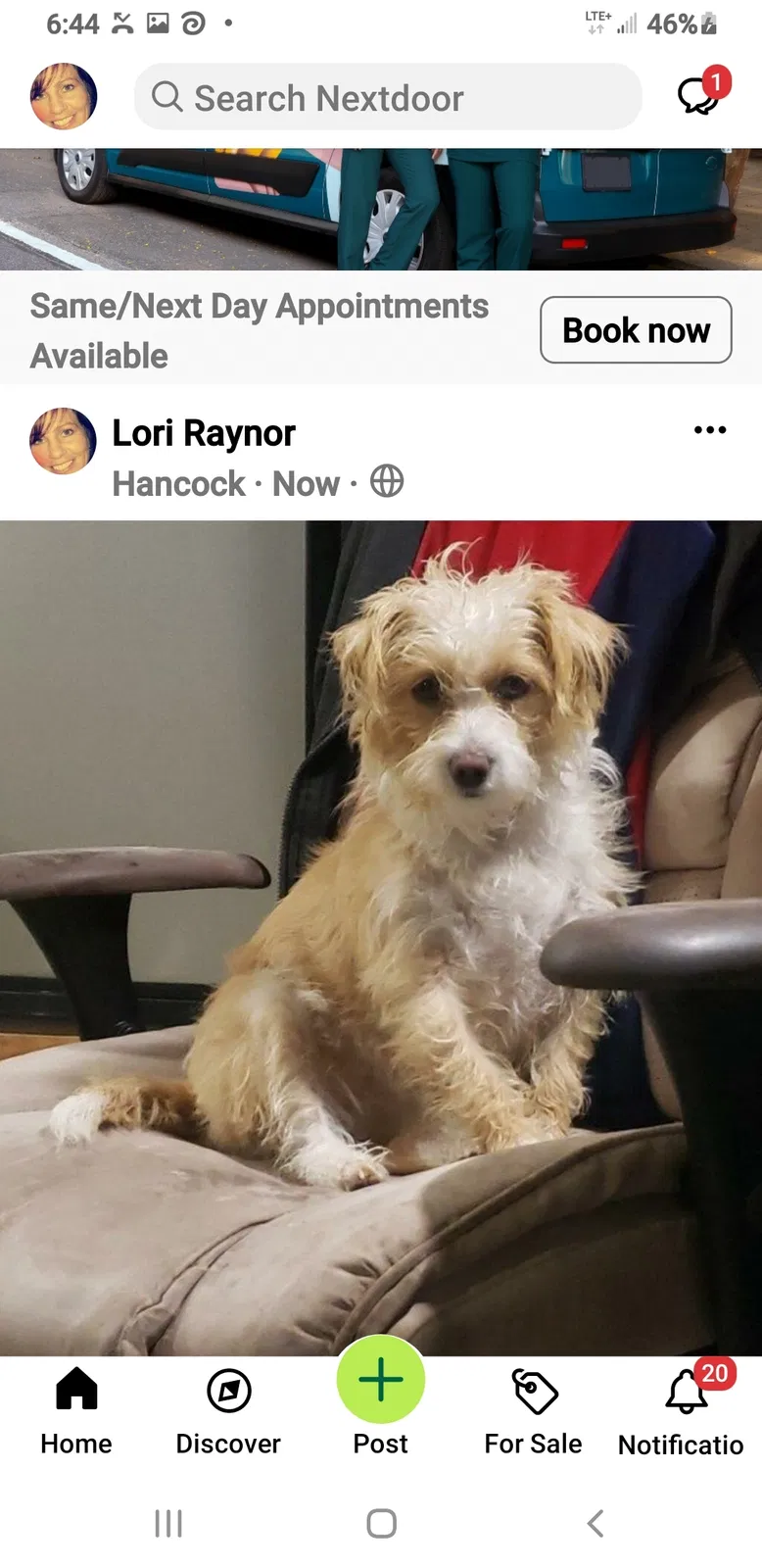 Lost dog in Austin, TX, 78751