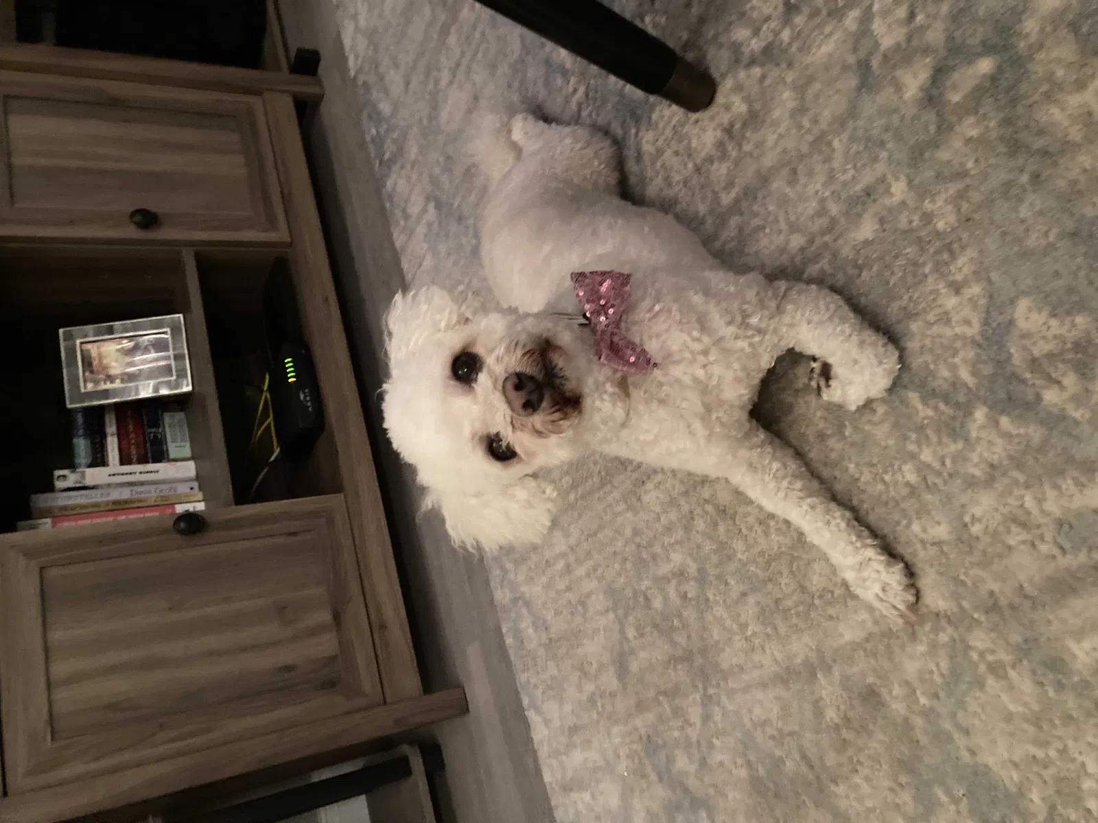 Lost dog in Chicago, IL, 60613