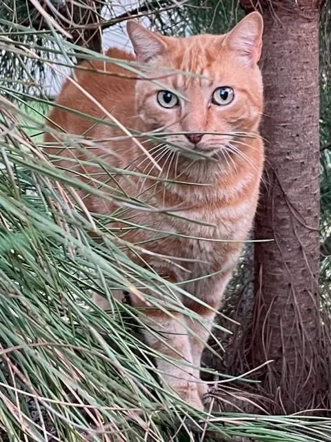 Lost cat in Kernersville, NC, 27284