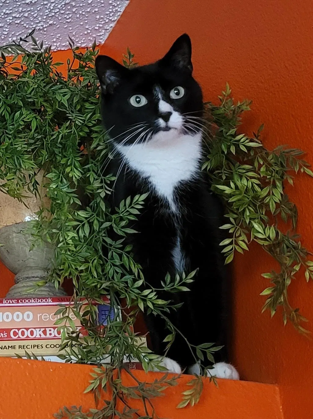 Lost cat in Sanford, FL, 32771