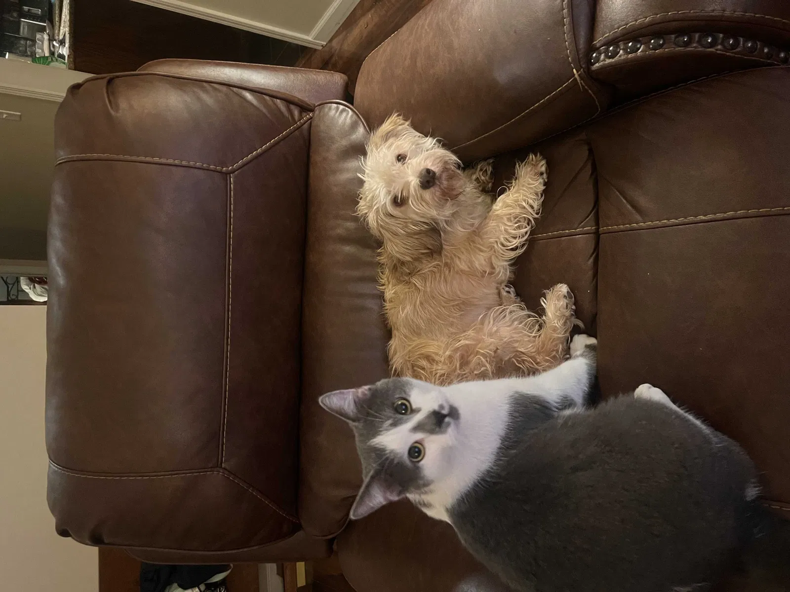 Lost cat in Kansas City, MO, 64155